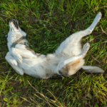 Hoe ontwikkelen vlooien zich?