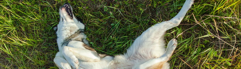 ontwikkeling van vlooien ontwikkeling van vlooien