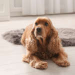 Hoe vaak moet je een hond of kat ontwormen?