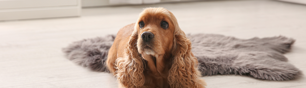 ontwikkeling van vlooien ontwikkeling van vlooien