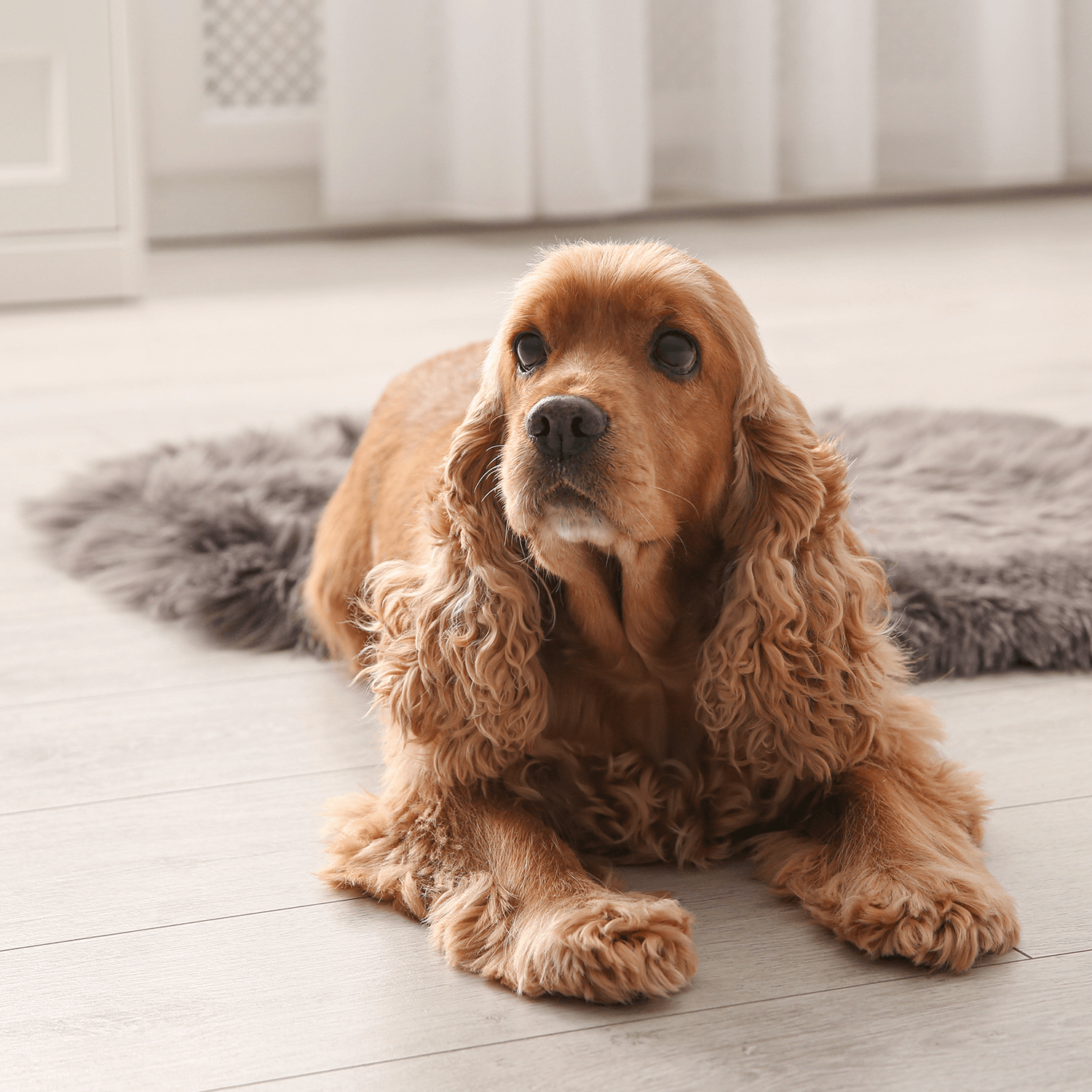 Hoe Vaak Moet Je Een Hond Of Kat Ontwormen PetBox Home