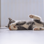 Kan een binnenkat ook vlooien krijgen?