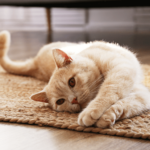 Kan een binnenkat ook wormen krijgen?