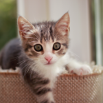 Mijn kat heeft teken