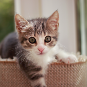 Mijn kat heeft teken Mijn kat heeft teken