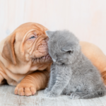 Puppy's en kittens ontwormen