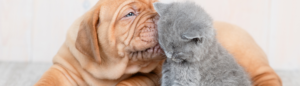 ontwormen pup en kitten ontwormen pup en kitten