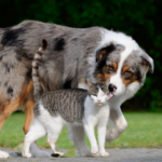 Tips om honden en katten ontwormingstabletten te geven