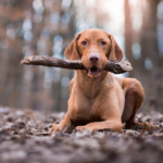 Vlooien in de winter