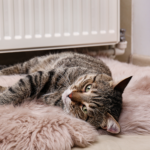 Vlooien in huis? Zo kom je er vanaf!