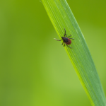 Welke soorten teken komen voor in Nederland?