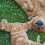 Welke soorten wormen komen bij honden en katten voor?