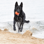 Welke parasieten kan mijn hond op vakantie oplopen?