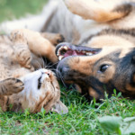 Welke ziektes kunnen teken overbrengen?