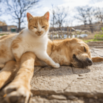 Hartwormziekte bij honden en katten
