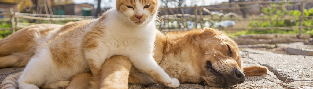 Hartwormziekte Hartwormziekte