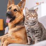 Heeft jouw kat of hond vlooien? Dan kan hij ook wormen hebben!