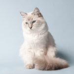 Help, mijn kat heeft vlooien!