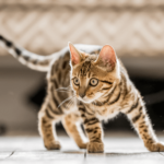 Help, mijn kitten heeft vlooien!