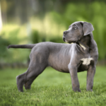 Help, mijn pup heeft vlooien!