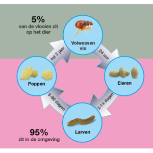 Waarschuwing marmeren Namaak Hoe ontwikkelen vlooien zich? - PetBox@Home